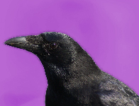 Raven B.