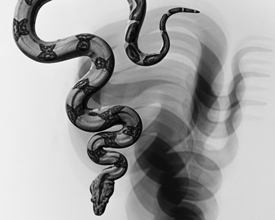 Black & white image of a slithering snake 